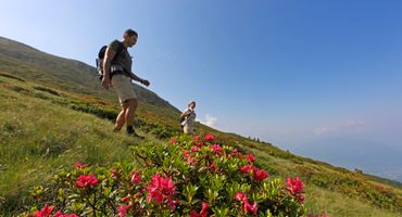 Alpenrosenblüte | Belvita Hotel Hohenwart